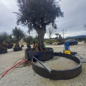 hortus ferronnier beaucaire